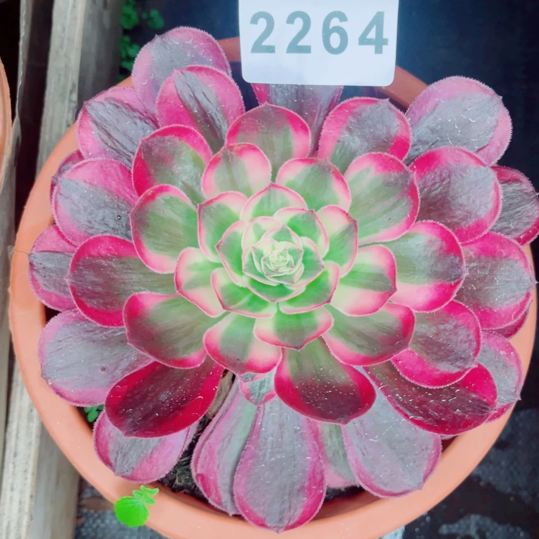 新品红体孔雀翎量拍