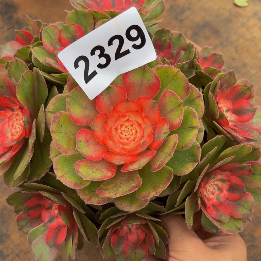 2329多肉植物荔枝