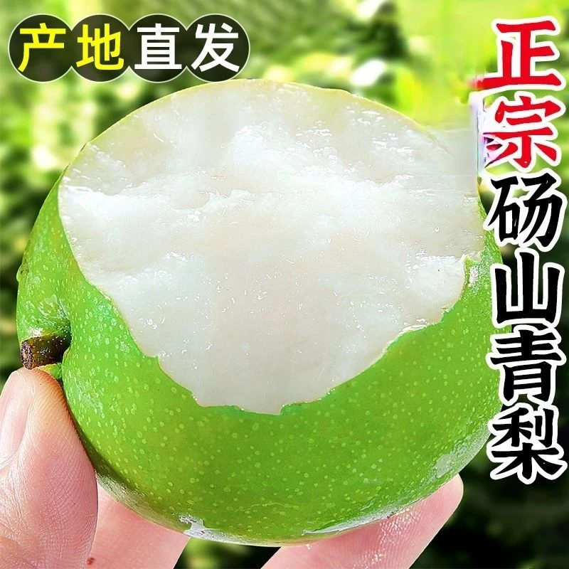 现摘现发砀山青皮蜜梨皇冠梨当季新鲜水果酥脆爽口正宗砀山大果梨