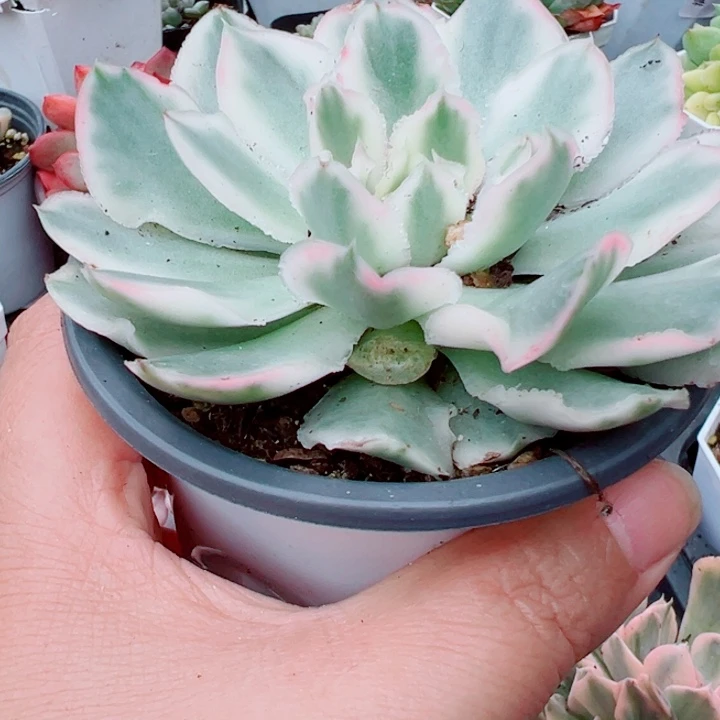 紫蝴蝶锦多肉植物372
