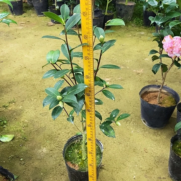 斑水乌。     茶花。