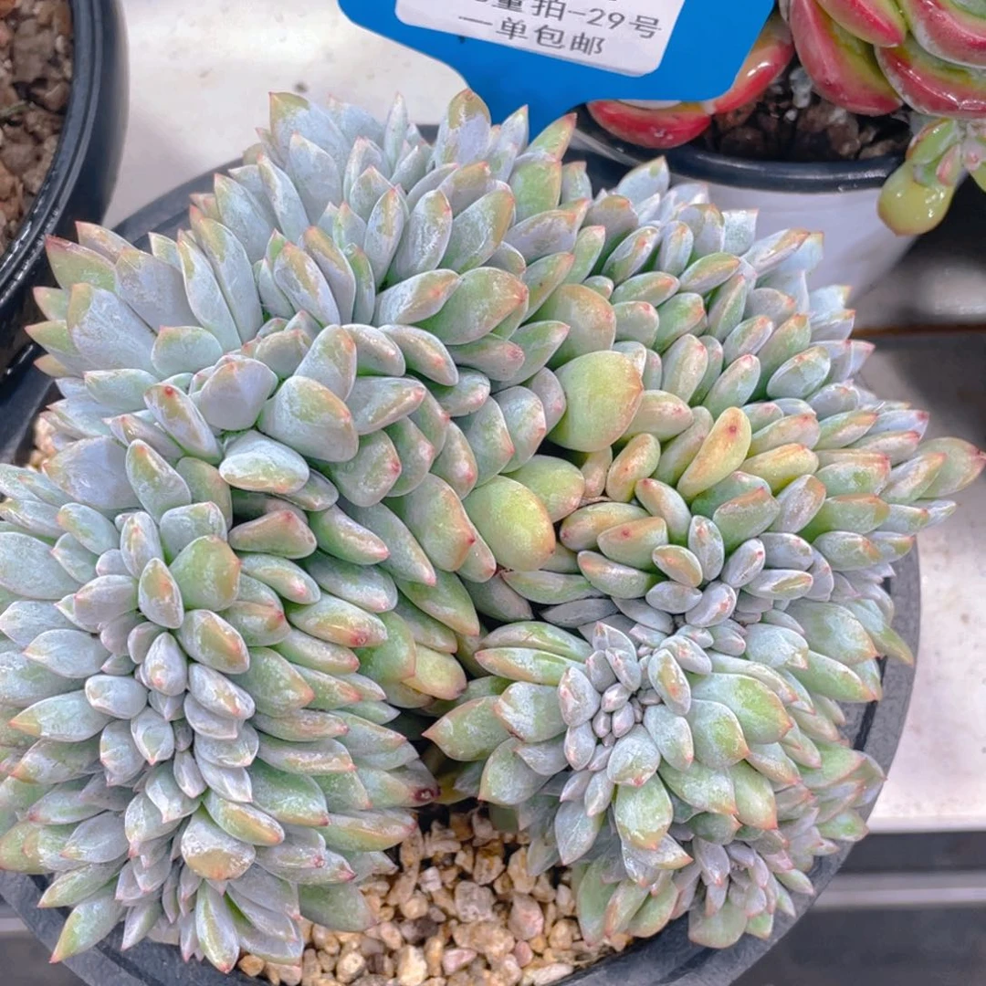 0706-29-石榴籽星影缀化一颗