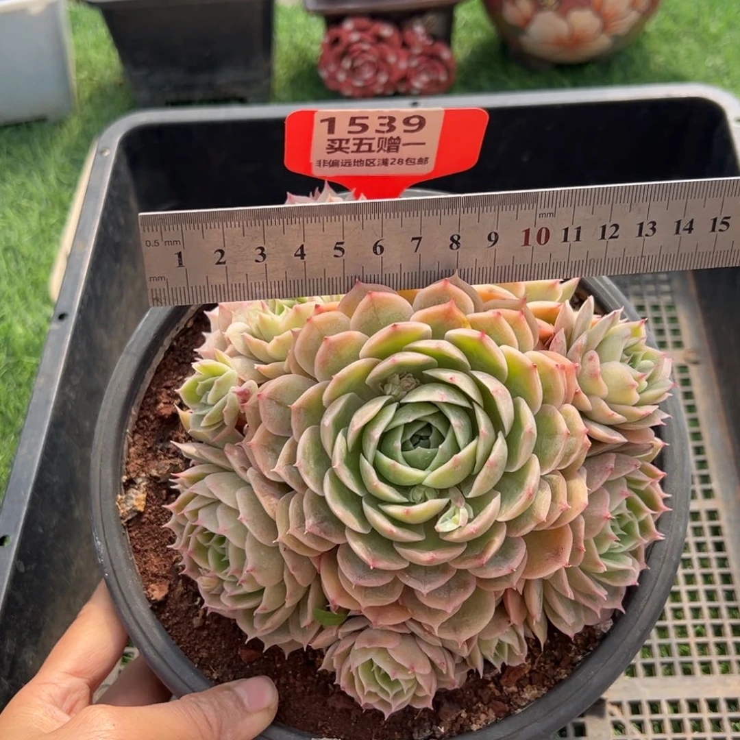 表妹精品多肉1539.