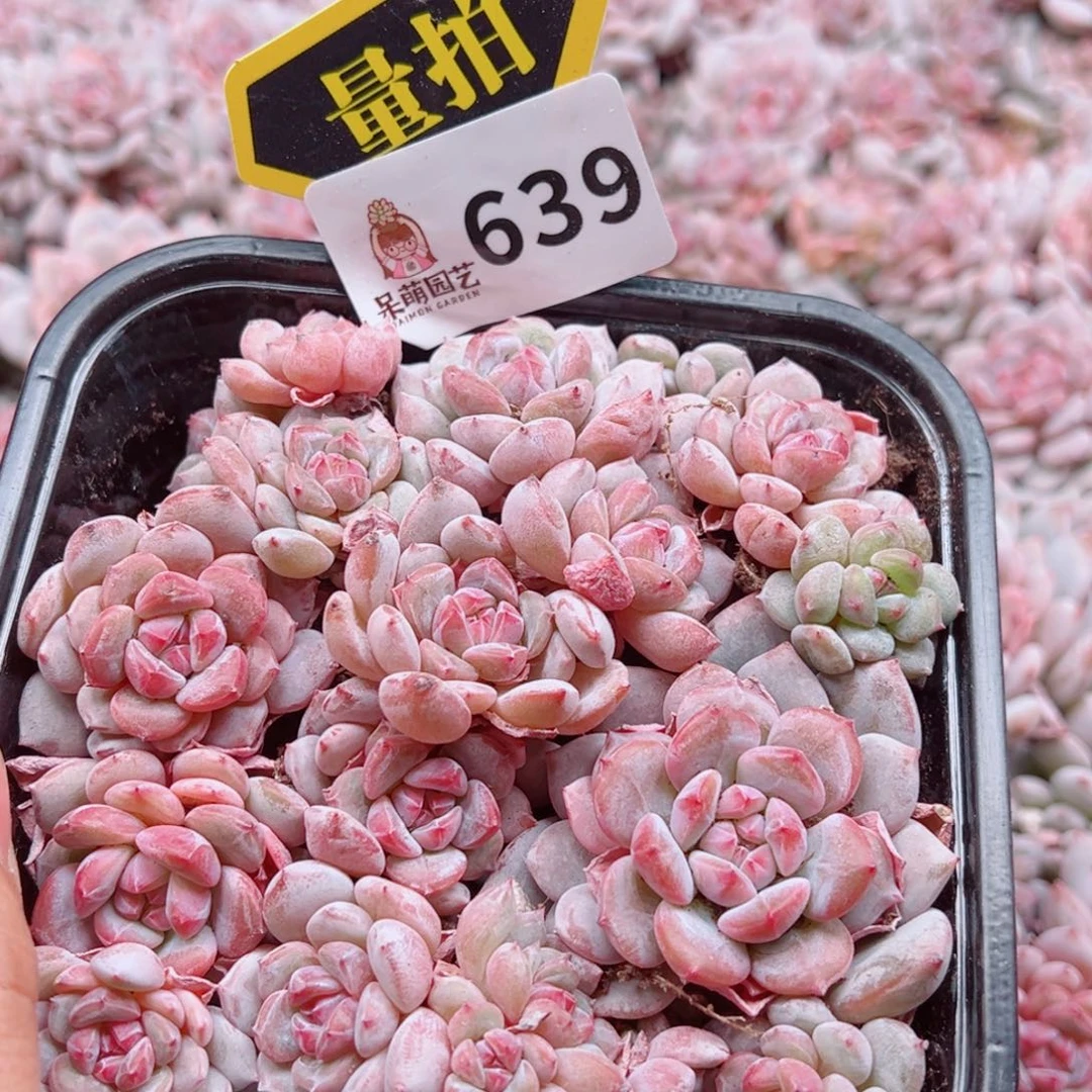 当前无花朵，栽培后可花朵