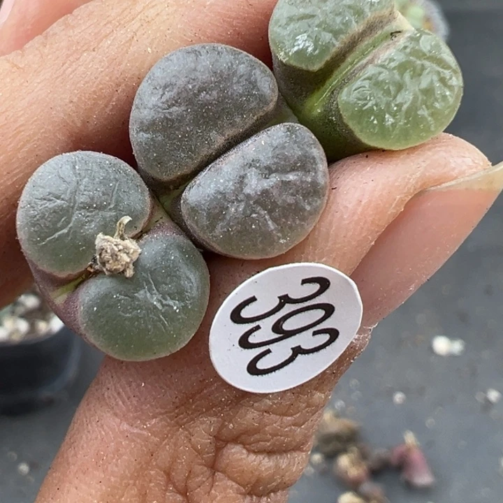 393号这颗多肉有点好看