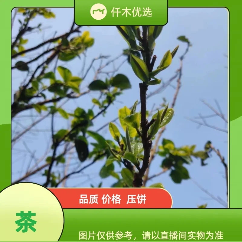 【生茶】【 绿水塘】2024年   普洱茶生茶    散茶