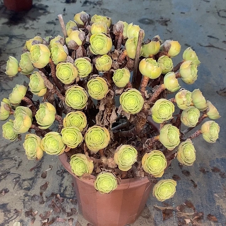 万圣节多肉植物003
