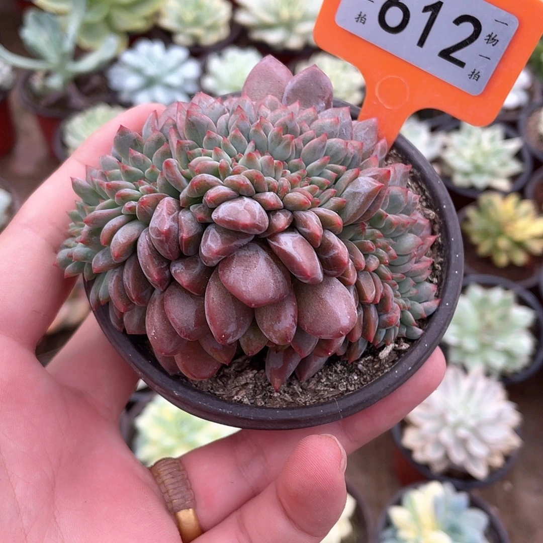 612号多肉植物盆栽