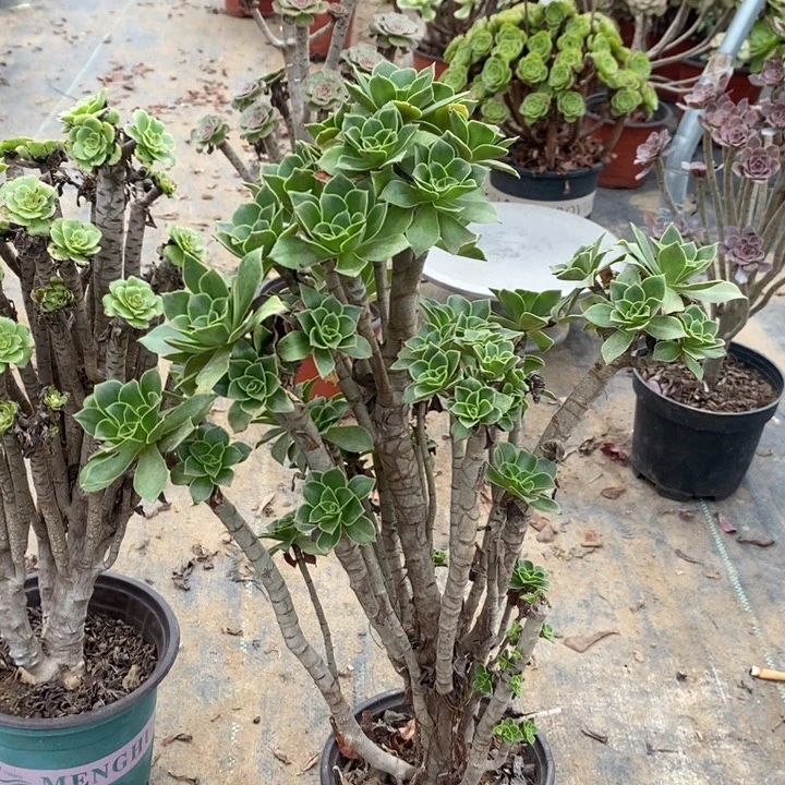 香馥多肉植物078