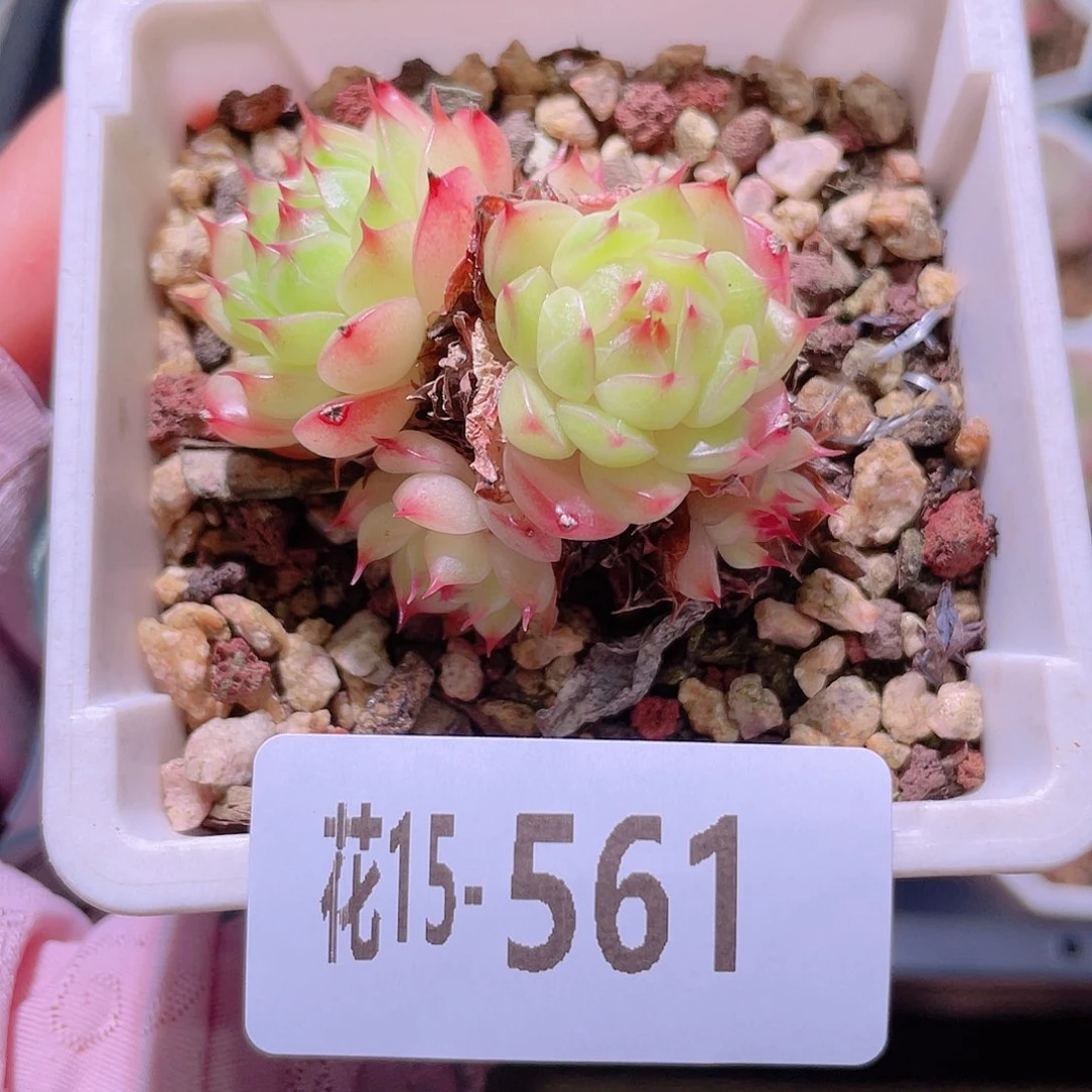 花利美15-561海王