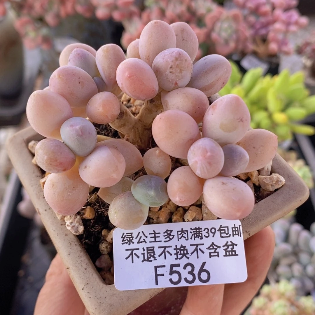 香水手指奶7cm536多肉