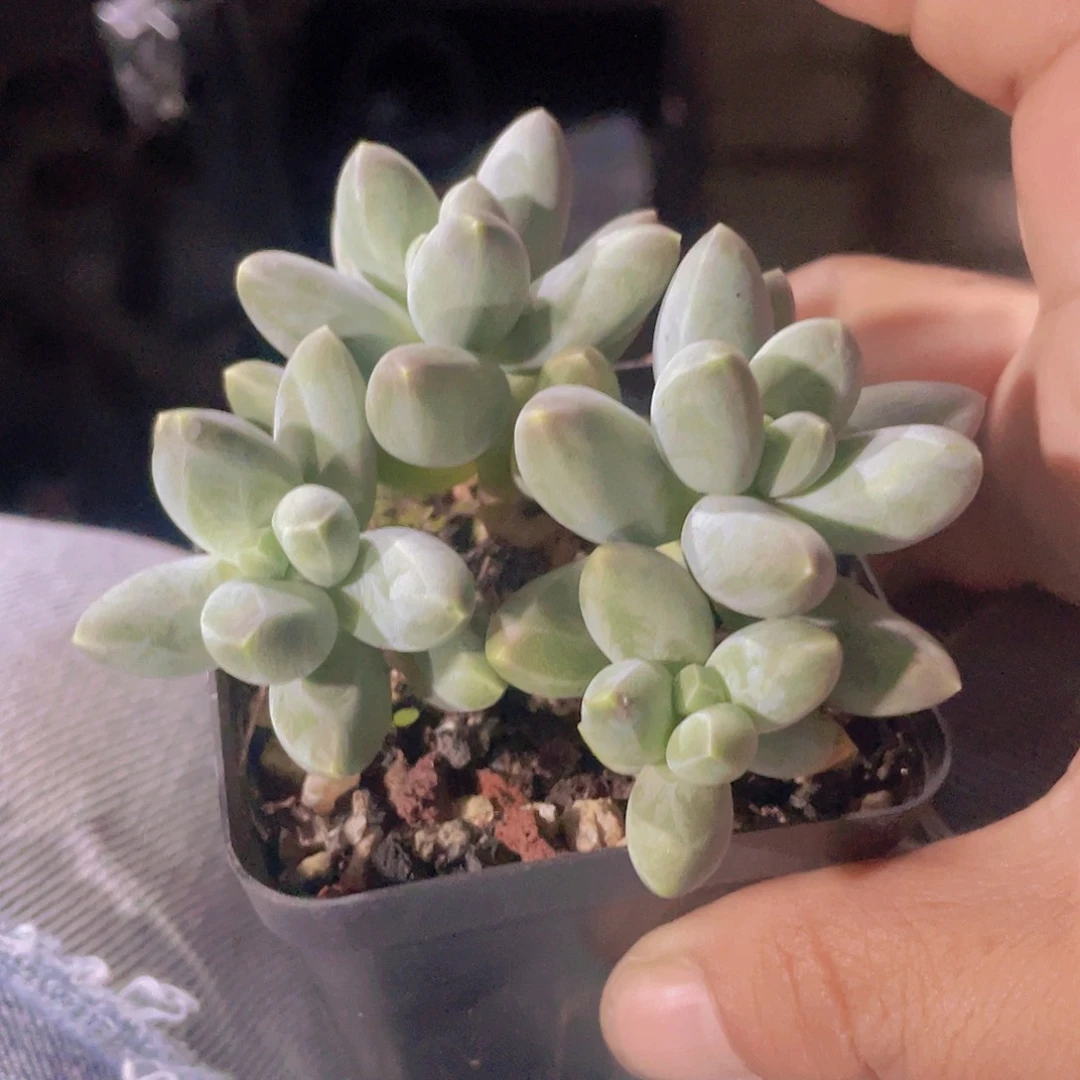 ？***乌拉克拉多肉植物