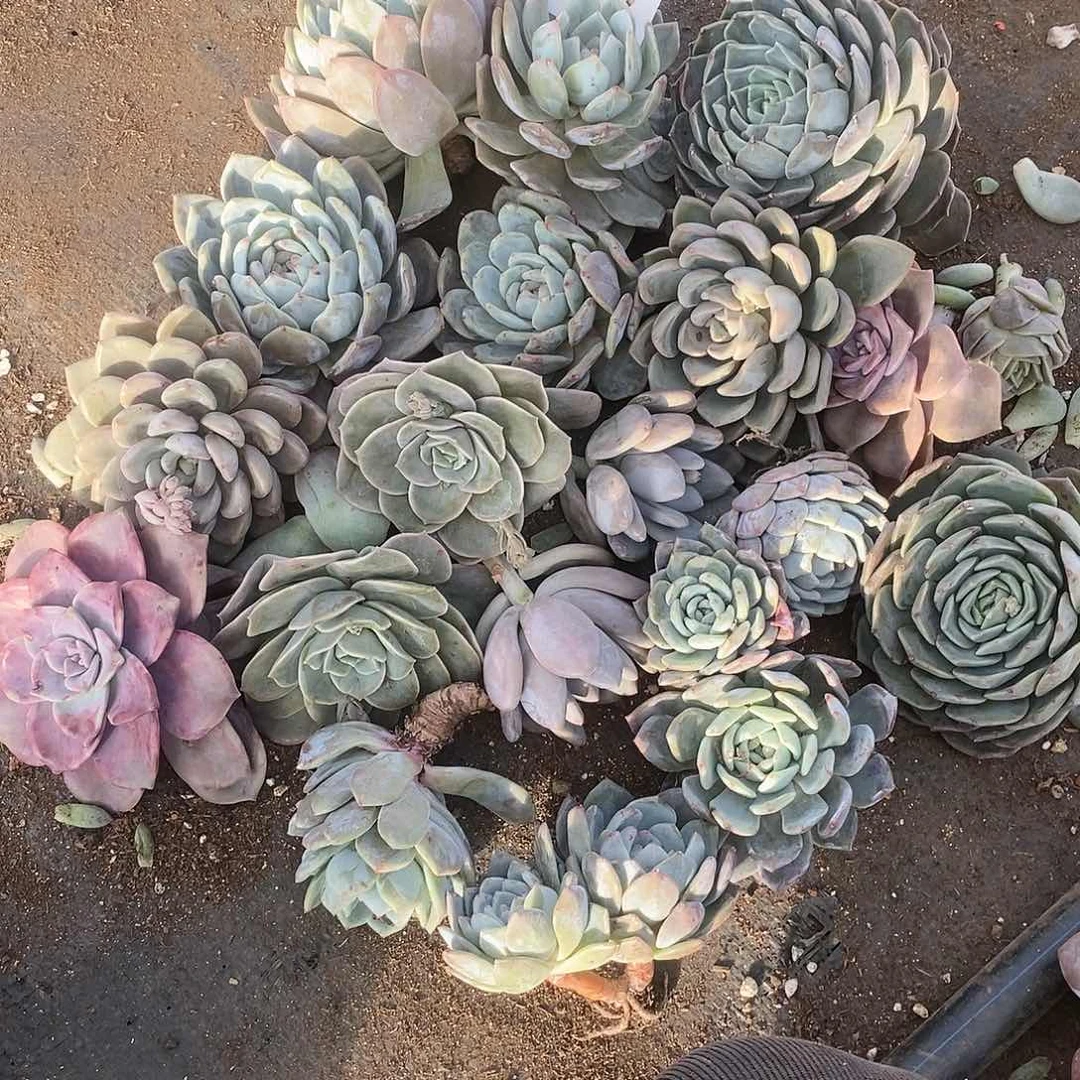 一堆多肉不认识20满20包邮