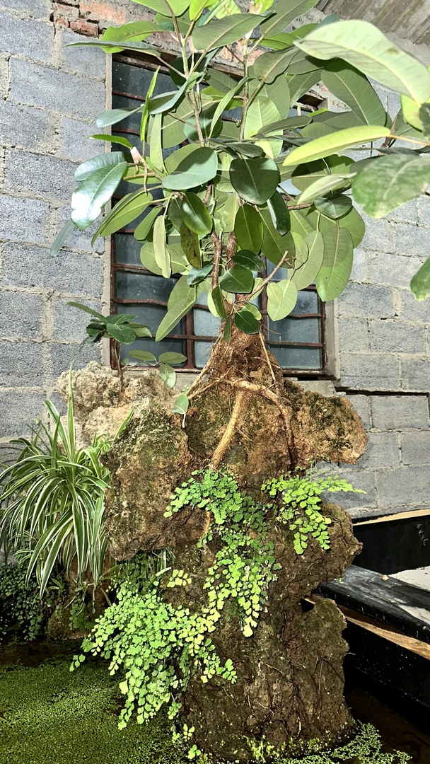 天然吸水石大叶榕盆栽盆景石质偏硬寓意时来运转上水石批发石头