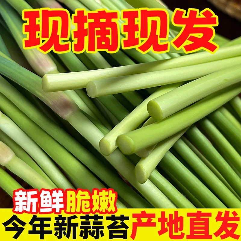5斤新鲜蒜苔现摘现发产地直发新鲜蔬菜不泡药水不打保鲜剂3斤