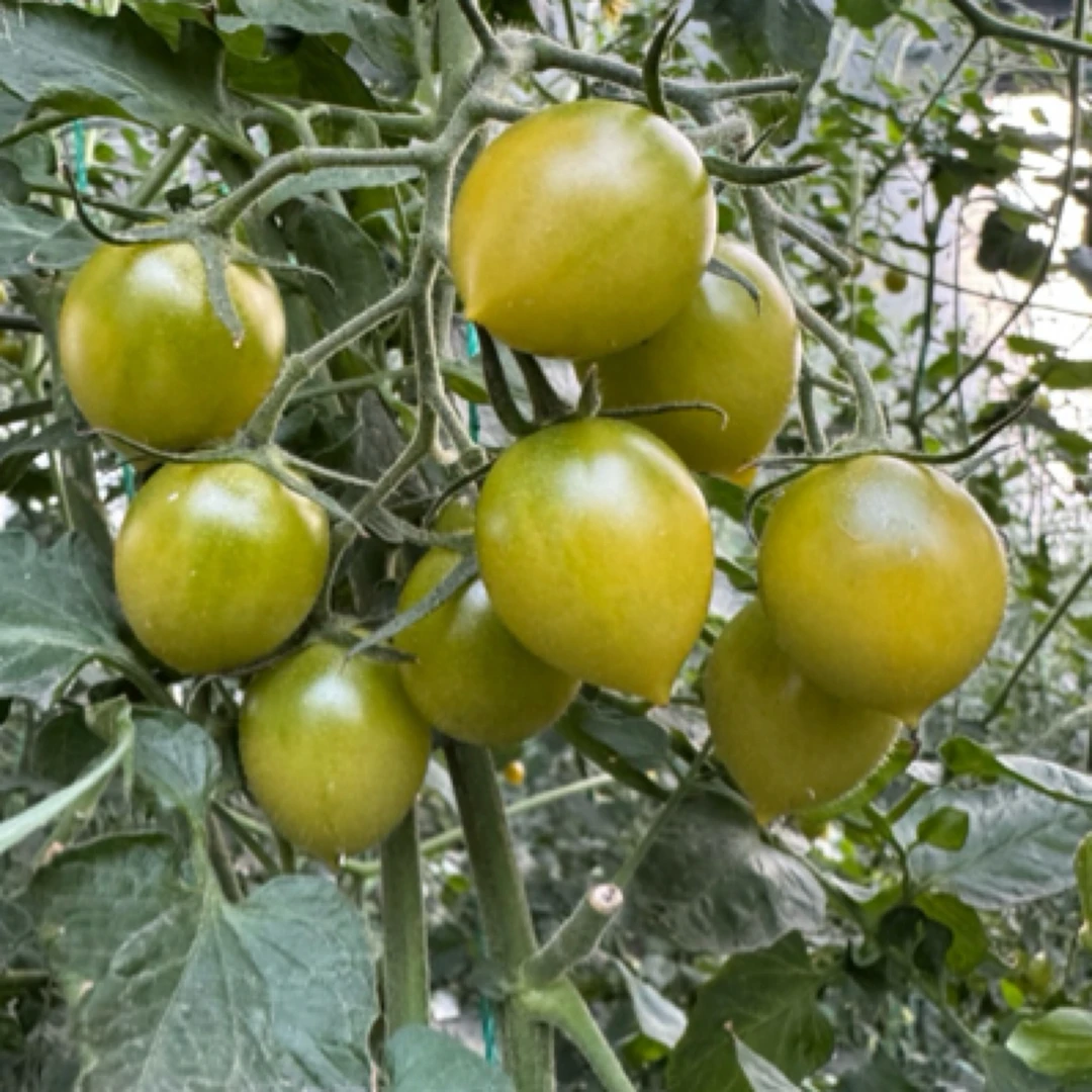 （顺丰快递）清甜2号小番茄绿油油的小柿子纯甜无酸