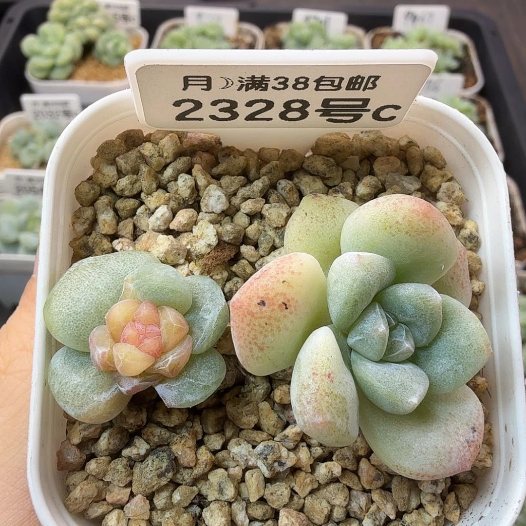 冰玉石化锦一棵满38包邮