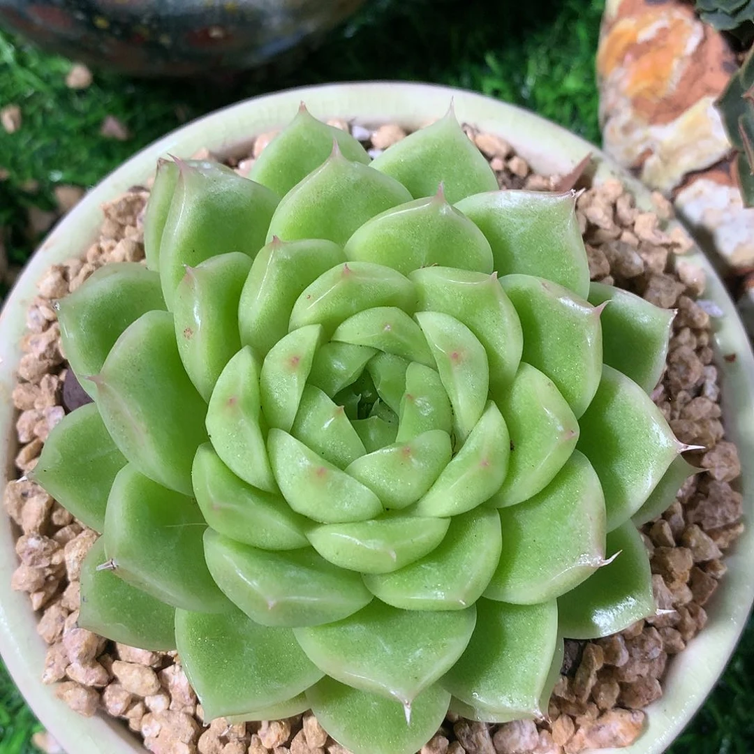 麦秆8 公分一物一拍