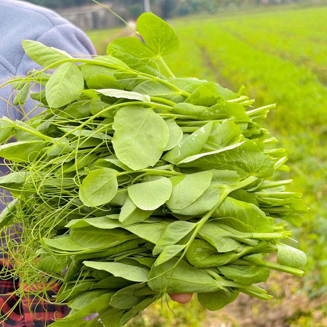 四川新鲜豌豆尖现摘现发应季豌豆苗龙须菜