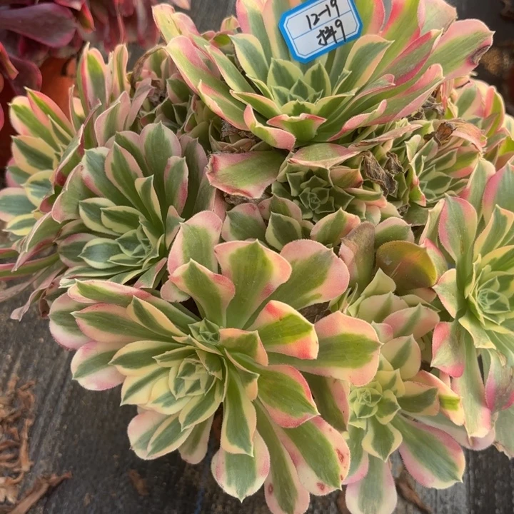 粉水晶多肉法师不包损9