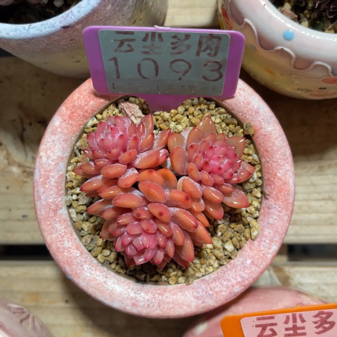 微***…云尘多肉一物一拍不含盆1093