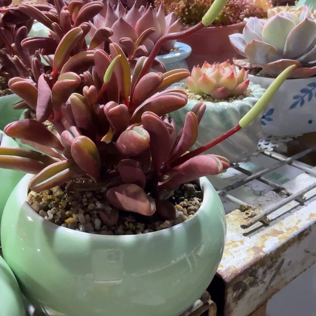 红背胶草带盆多肉植物