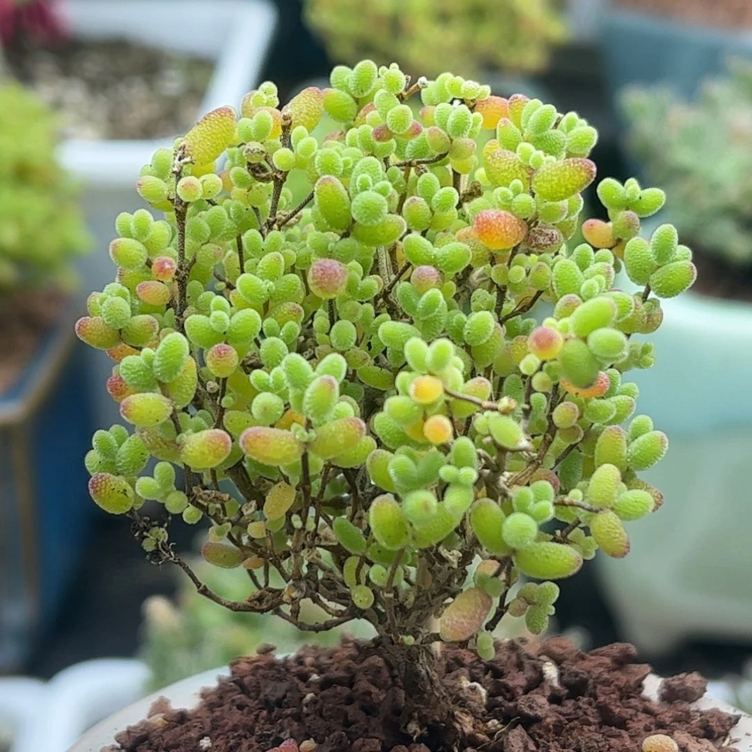 带盆蜜桔枝干番杏