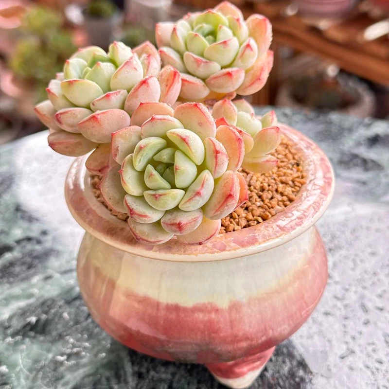 景德镇手工粗陶小号森系盆带脚透气百搭控型控养多肉植物陶瓷花盆