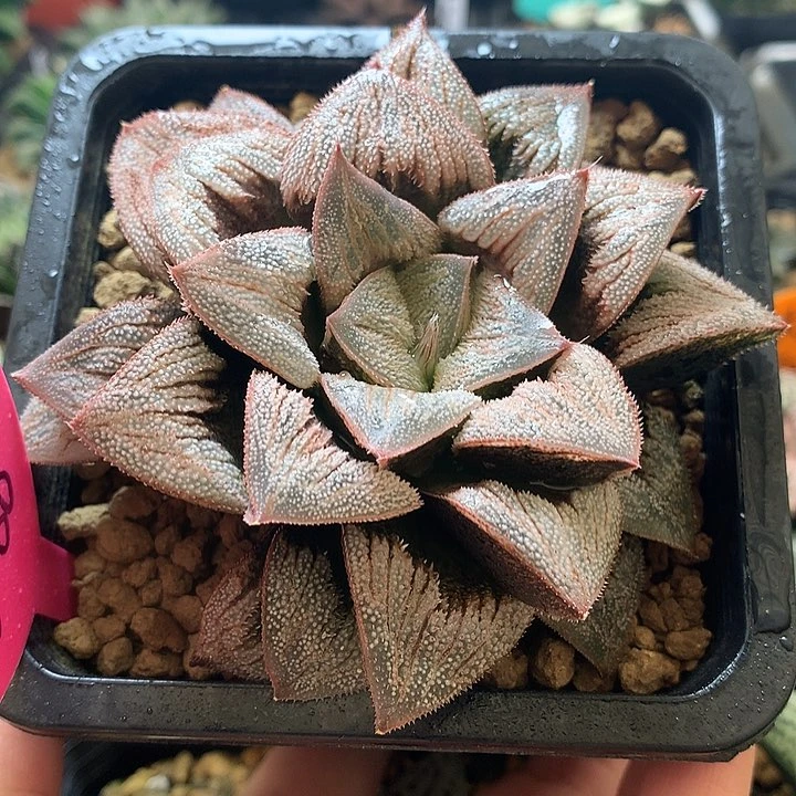 粉磨面杂美吉一物一拍