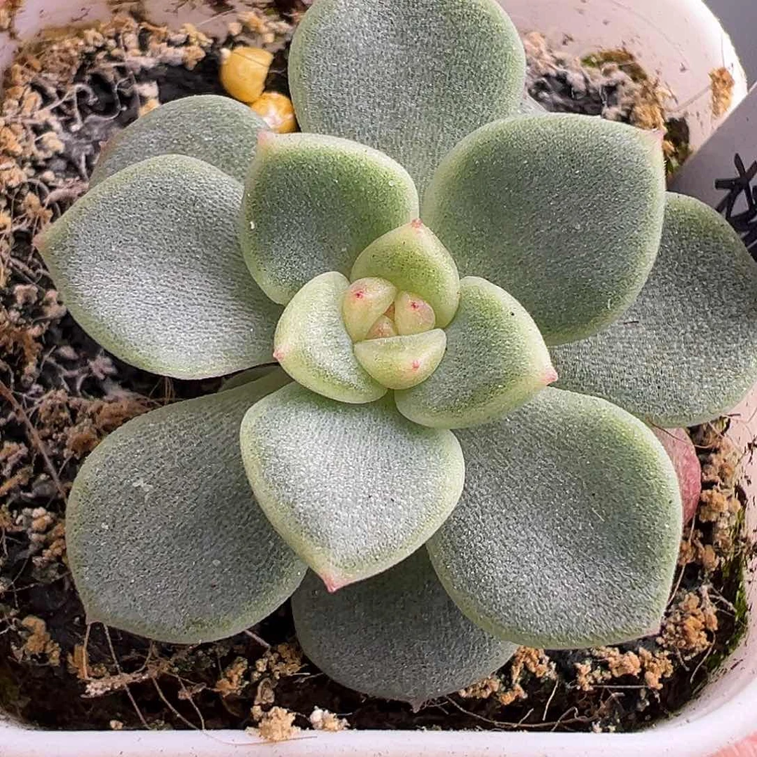 相柳甜心送一个啊