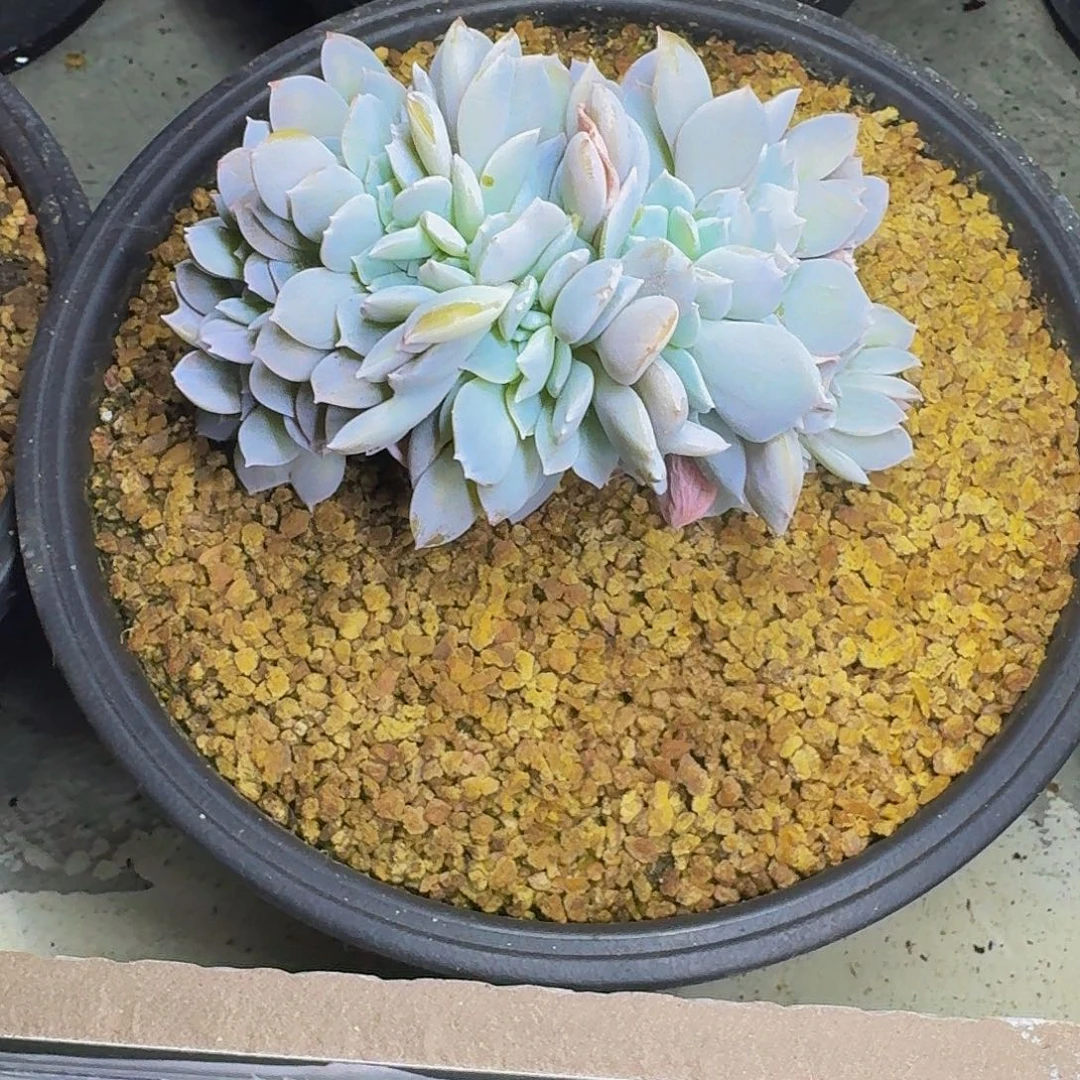 白茶 缀化 一物一拍