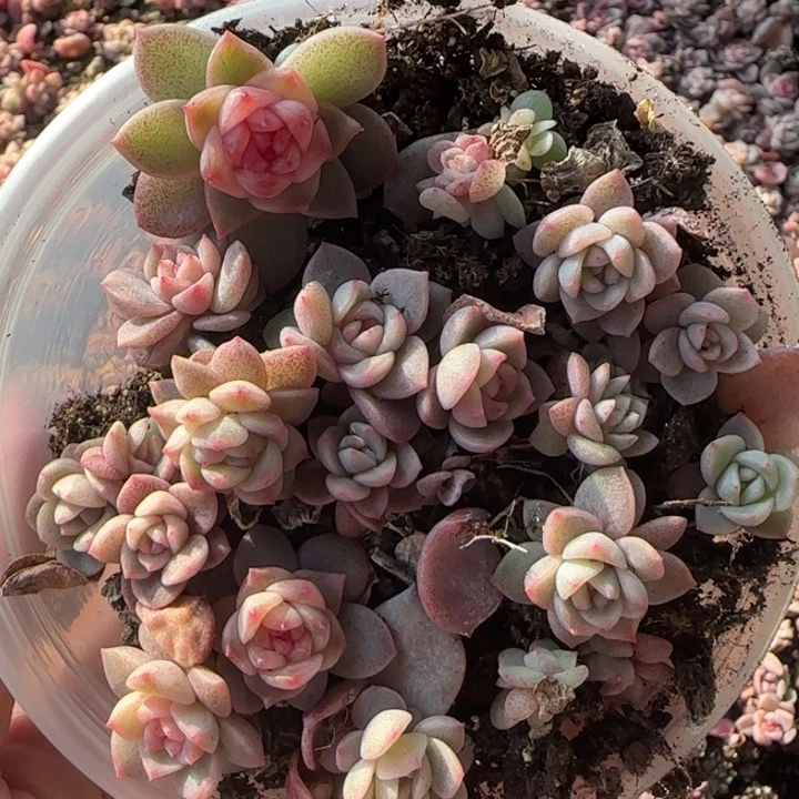 23绝绝子多肉一盒