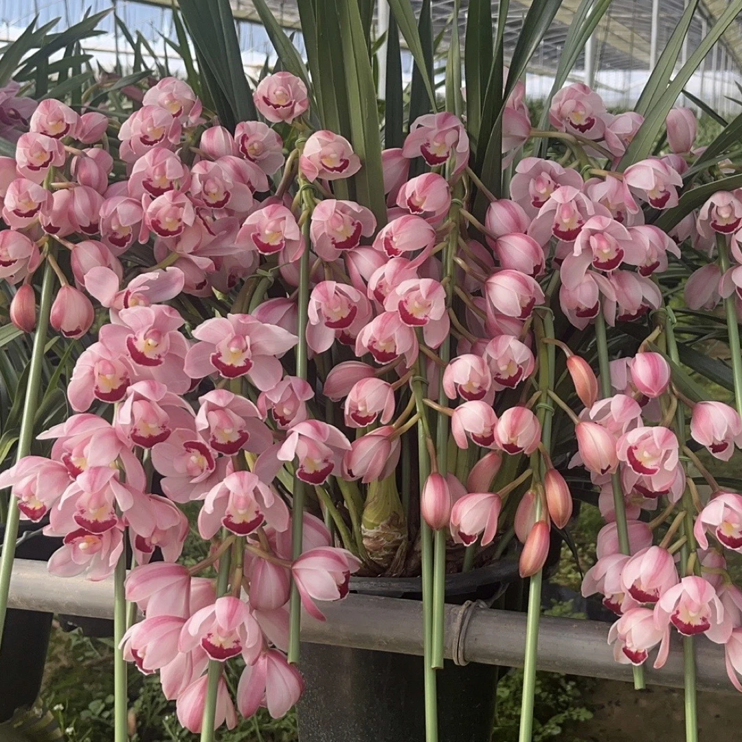 福娘大花蕙兰浪漫樱花粉