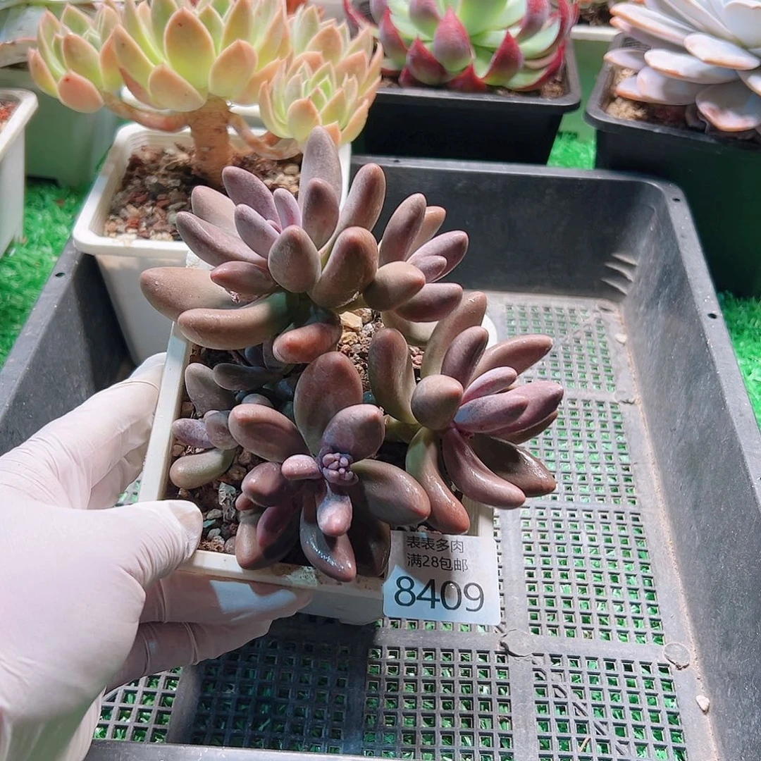 无花朵多肉一物一拍8409