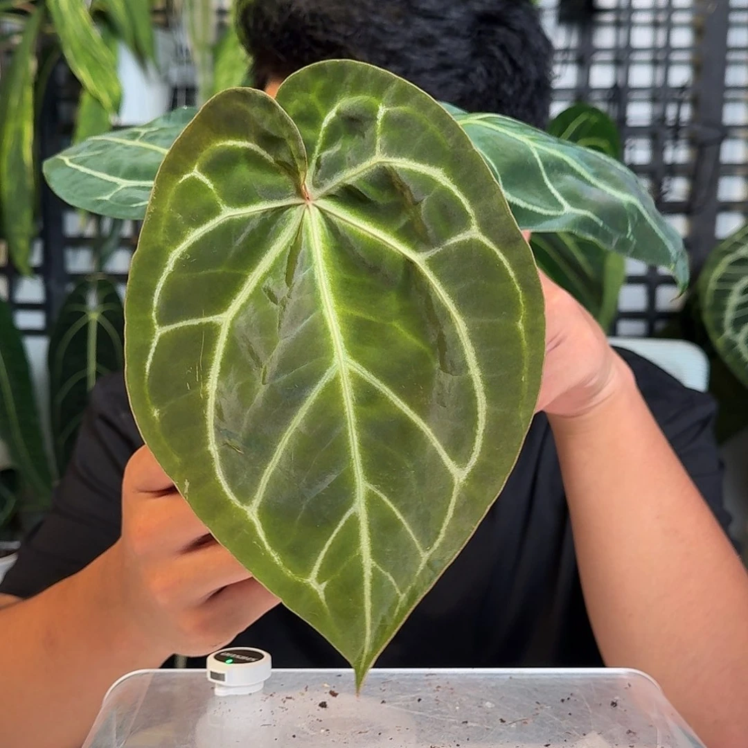 无花朵张**一物一拍W79