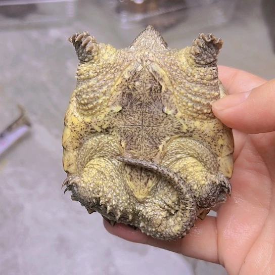 小鳄龟不分公母8釐米鱷龜雜佛