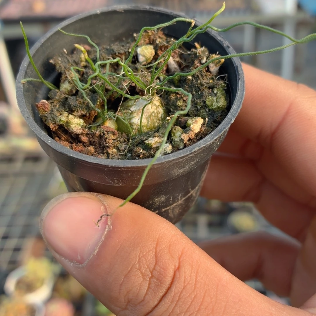 泰迪海葱多肉9.9包邮发货