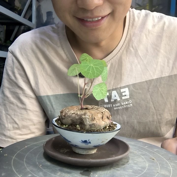 豁*牙中青园艺一物一拍8