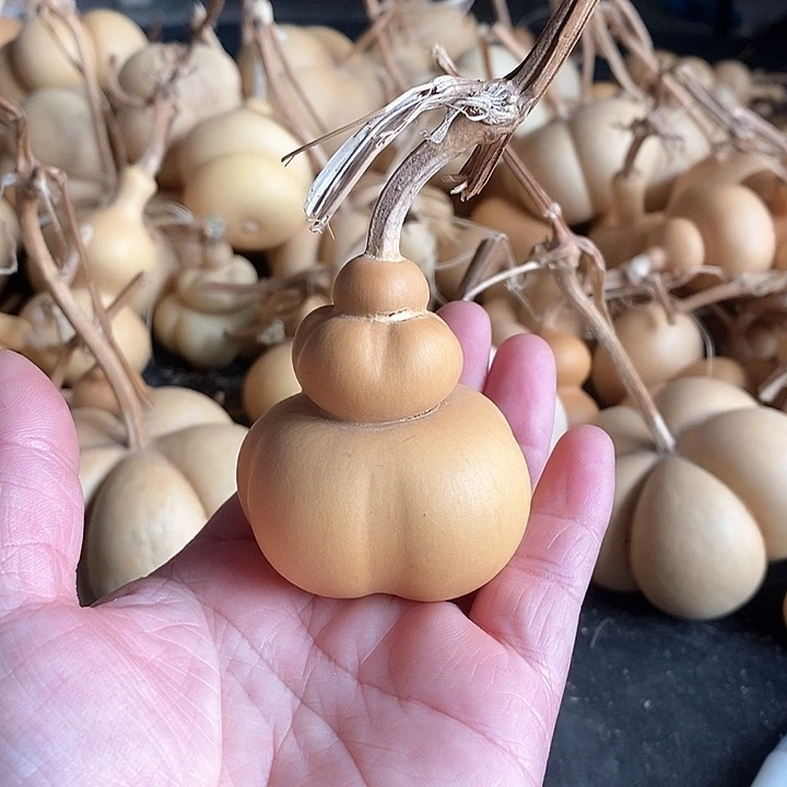 奥*曼葫芦的颜色很好看