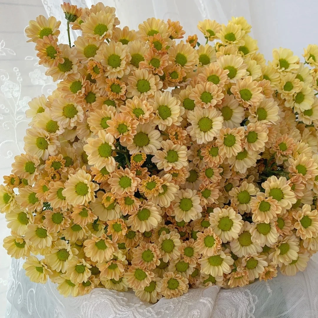 西罗香槟 （全店任意两单及以上升级顺丰包邮）东北鲜花现采现发