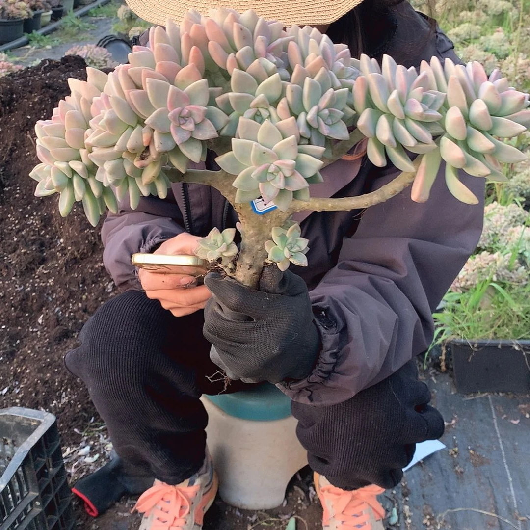 338 淡雪缀 一物一拍