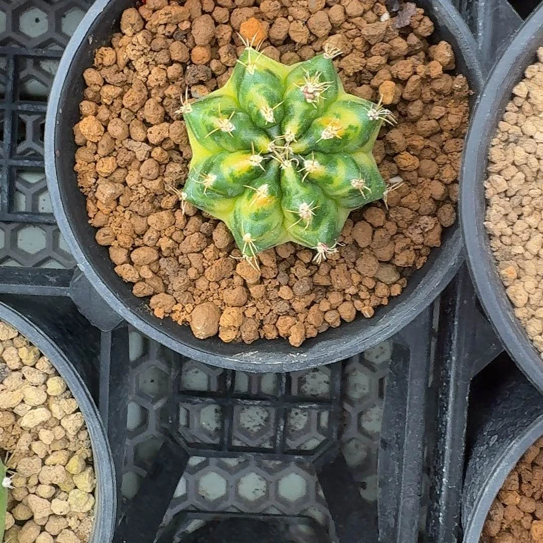 L545-1127广东发货 绿袖子