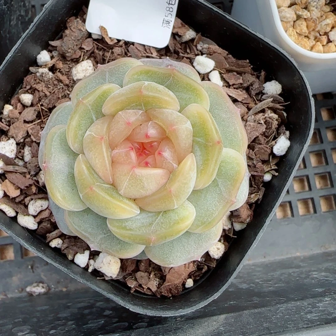 彩恋，9683多肉植物