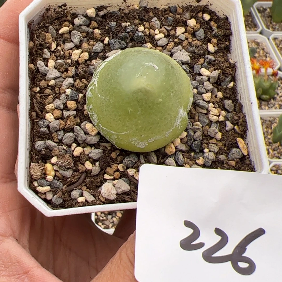 226号灯泡10.26多肉