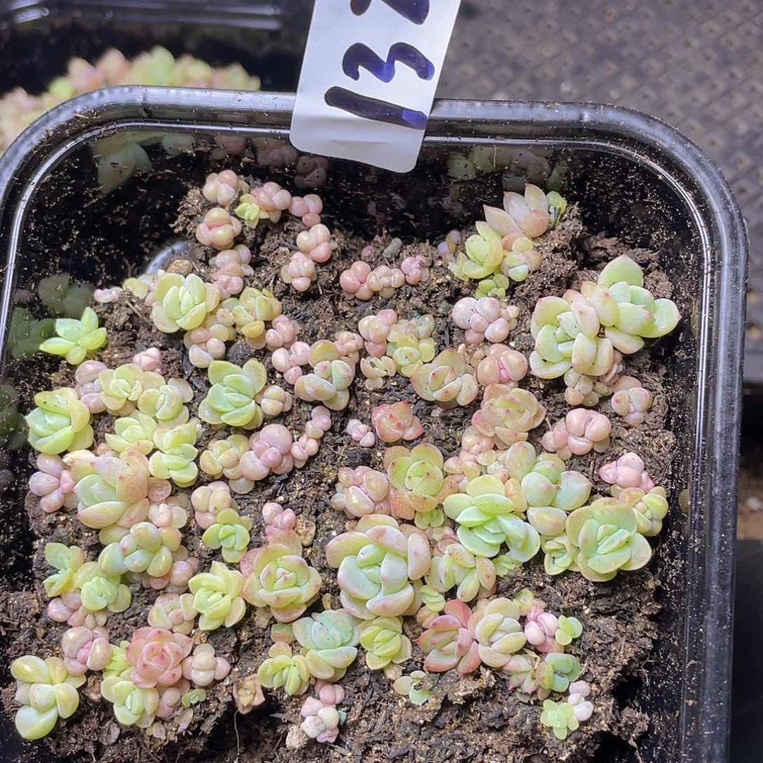 多肉植物多肉植物132