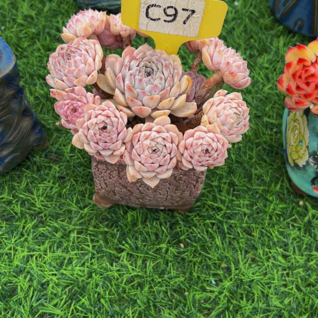 韵*手捧花小老桩白纸风车97