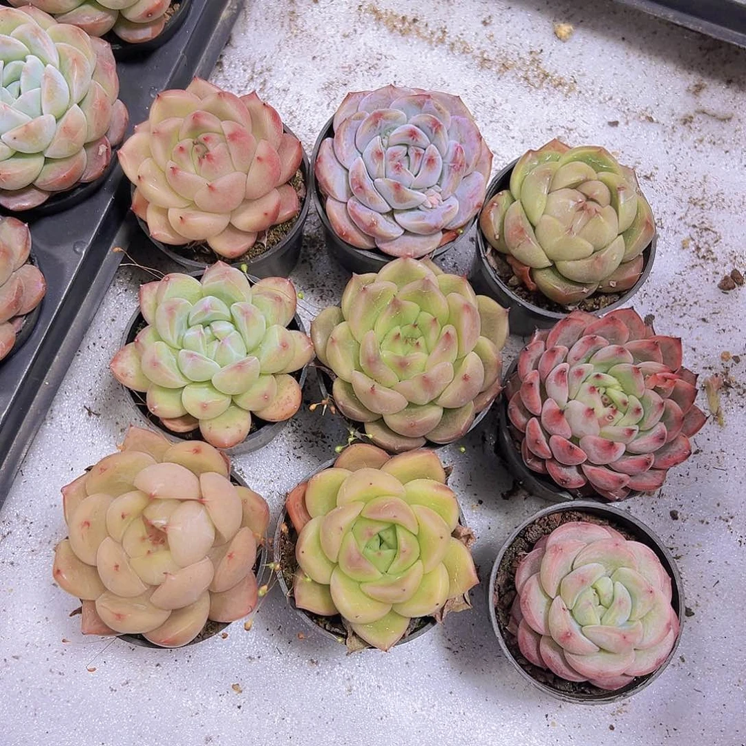 珍妮组合9盆19包邮多肉