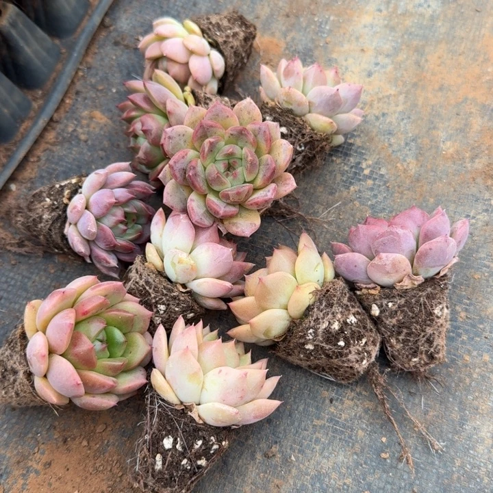 11-64侧门右一多肉杂交十棵量拍