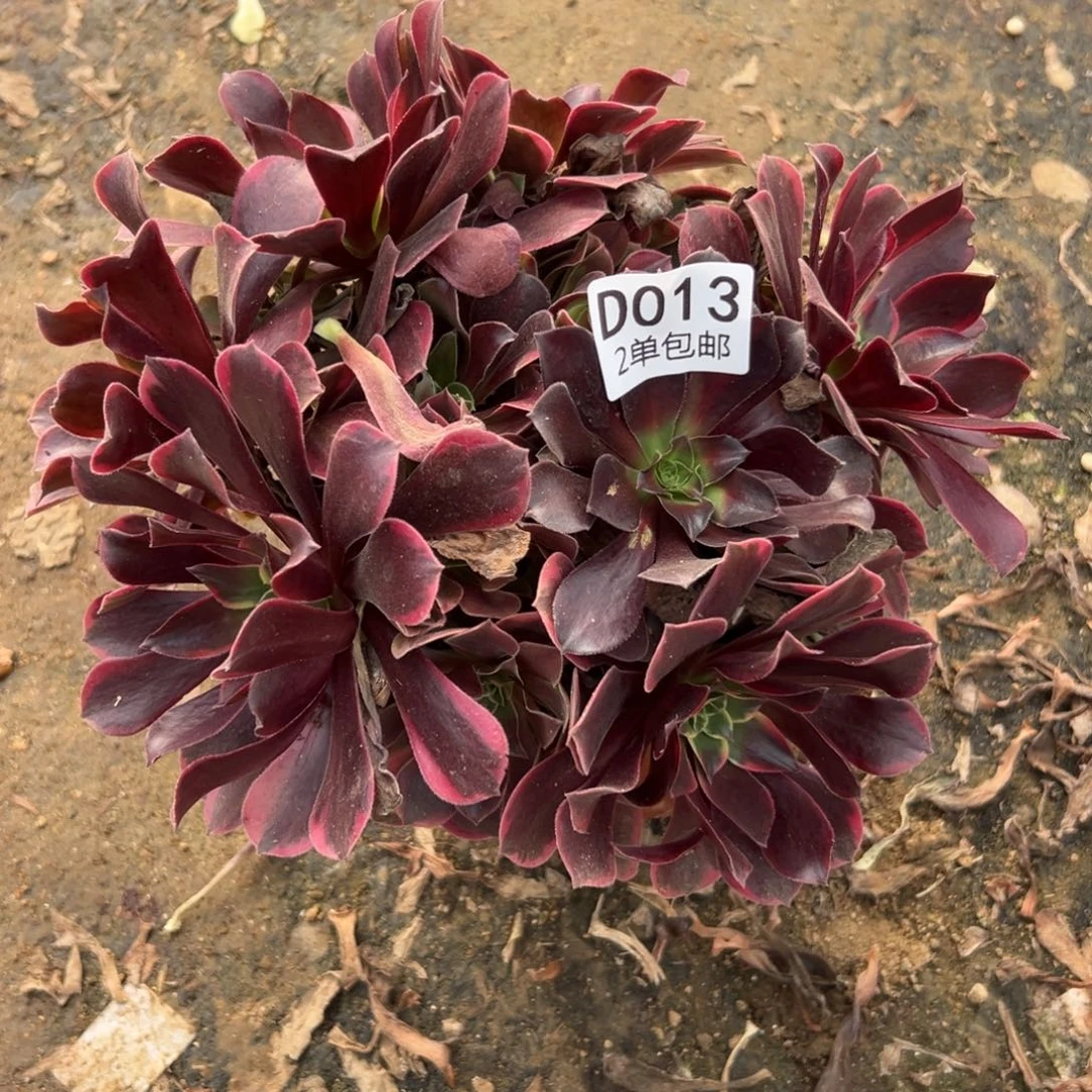 013多肉   金丝雀不包断头