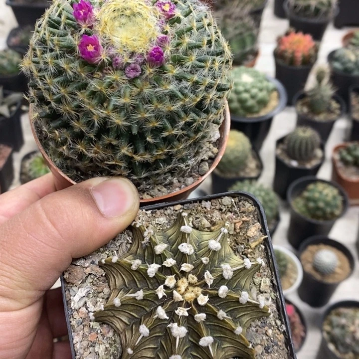 明星肋骨2颗特价包邮